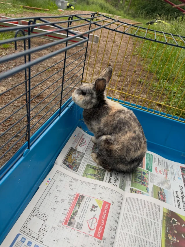 Wer vermisst dieses Kaninchen? 🐰 Wir haben es eben hinter dem Gallerberg in Salzhausen gerettet und es in Obhut genommen. Bitte meldet euch bei uns! 🙏🏻🍀
