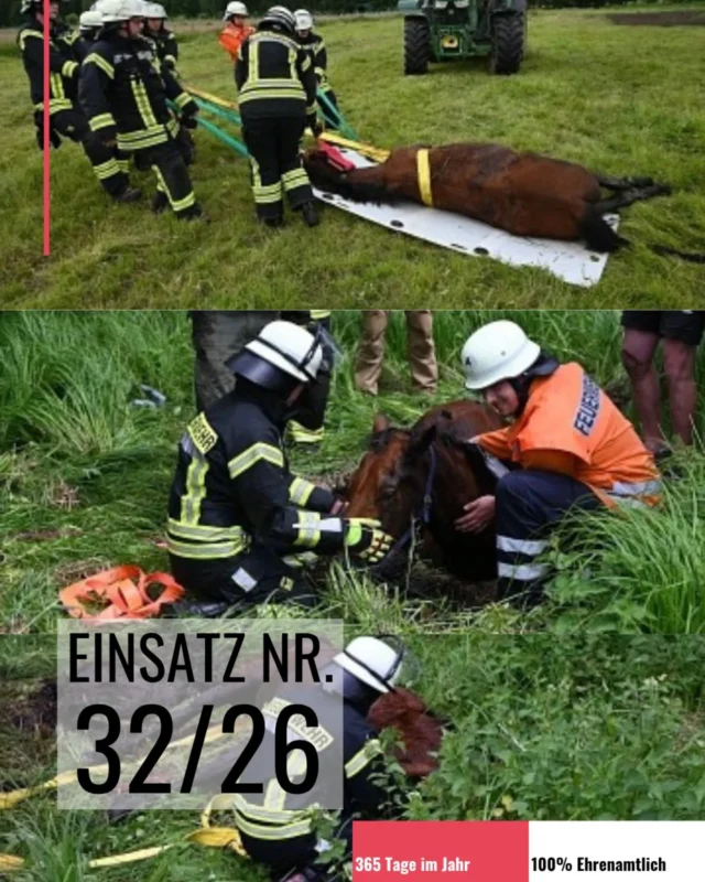 Ein ungewöhnlicher Einsatz beschäftigte am Sonnabend, den 06.06. , die Feuerwehren aus Wulfsen, Garstedt und Salzhausen am Rüschweg in Wulfsen. Ein Pferd war auf einer Weide in einem morastigen Bereich eingesunken und konnte sich aus eigener Kraft nicht mehr befreien.

Vermutlich hatte das Tier zuvor einen beschädigten Weidezaun passiert und war auf eine benachbarte Wiese gelangt, um dort zu grasen. Dabei geriet es in eine schlammige Senke und versank trotz eigener Befreiungsversuche immer tiefer im weichen Untergrund. Wie lange das Pferd bereits feststeckte, bevor es von seinen Besitzern entdeckt wurde, ließ sich nicht mehr feststellen. Beim Eintreffen der Einsatzkräfte war das Tier jedoch bereits deutlich geschwächt.
Die Besitzer wählten daraufhin den Notruf. Die Rettungsleitstelle in Winsen alarmierte die Freiwilligen Feuerwehren aus Wulfsen und Garstedt sowie die Freiwillige Feuerwehr Salzhausen mit ihrer erst kürzlich in Dienst gestellten Ausrüstung zur Großtierrettung. Die Einsatzkräfte rückten unmittelbar vom gleichzeitig stattfindenden Gemeindefeuerwehrtag in Toppenstedt zur Einsatzstelle ab.
Beim Eintreffen der Feuerwehr hatten mehrere Landwirte bereits erste Rettungsmaßnahmen eingeleitet und einen Gurt unter der Brust des Pferdes hindurchgeführt. Eine ebenfalls alarmierte Tierärztin sedierte das Tier, um sowohl die Einsatzkräfte als auch das Pferd während der Rettungsarbeiten zu schützen.

Mithilfe eines Traktors mit Frontlader wurde das Pferd zunächst vorsichtig angehoben. Dadurch konnte ein weiterer Rettungsgurt unter dem Bauch des Tieres platziert werden. Anschließend wurde das Pferd behutsam aus dem Morast gehoben und auf einer speziellen Gleitplatte der Feuerwehr Salzhausen abgelegt. Mit vereinten Kräften zogen die Einsatzkräfte das Tier auf sicheren Untergrund.
Auf der Wiese übernahmen die Besitzer gemeinsam mit der Tierärztin die weitere Versorgung des erschöpften Pferdes. Für die Feuerwehr war der Einsatz nach knapp einer Stunde beendet.

Text und Bilder: © Mathias Wille, GPW Salzhausen