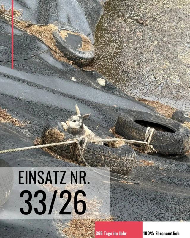 Am Abend des 08.06. wurden wir zu einer Tierrettung alarmiert. Eine Spaziergängerin hatte das Tier in einem Reifen sitzend in einem Waldstück gefunden. Vor Ort fanden wir dieses kleine Kaninchen vor, das wir sichern und in unsere Obhut nehmen konnten.

Trotz intensiver Bemühungen konnte bis heute kein Besitzer ausfindig gemacht werden. Daher haben wir das Kaninchen an ein Tierheim übergeben, wo es nun tierärztlich versorgt und liebevoll aufgepäppelt wird.

Wir hoffen, dass die kleine „Lotti“ schon bald ein neues, schönes Zuhause findet. 🐰❤️ #tierrettung #feuerwehr #kaninchen #ehrenamt #glückimunglück