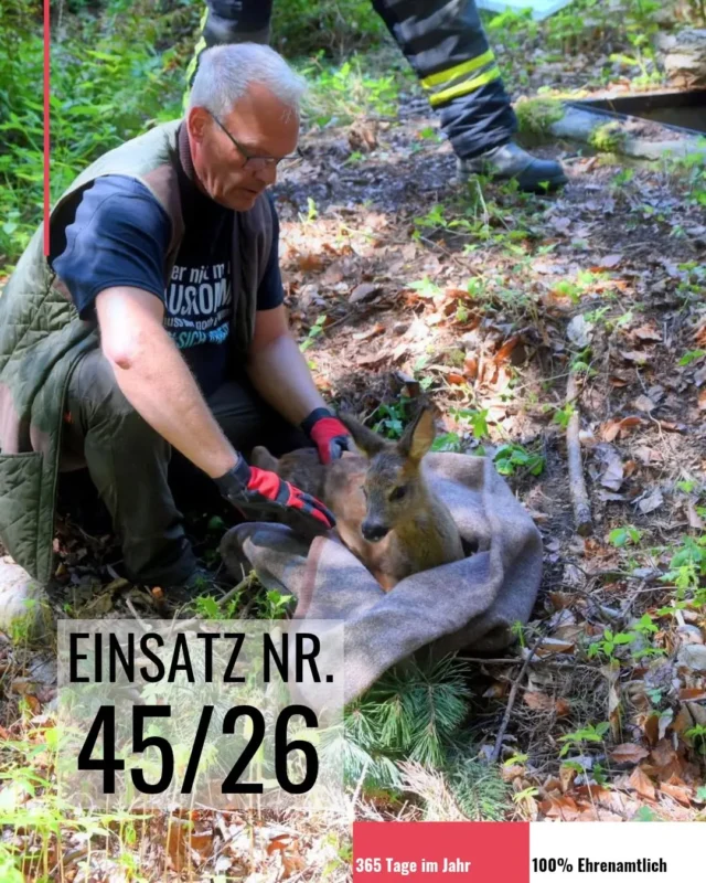 Zu einer Tierrettung wurde die Freiwillige Feuerwehr Salzhausen am Sonntagvormittag in die Straße „Hohe Heide“ alarmiert. Auf einem weitläufigen Waldgrundstück war ein Rehkitz in einen rund drei Meter tiefen Brunnenschacht gestürzt und konnte sich aus eigener Kraft nicht mehr befreien. 

Auf das in Not geratene Tier wurden Anwohner durch seine Rufe aufmerksam. Nach kurzer Suche entdeckten sie das Rehkitz in dem tiefen Schacht und verständigten die Feuerwehr.
Unter der Leitung von Ortsbrandmeister Sven Plate stiegen zwei Feuerwehrleute in den Brunnenschacht. 
Behutsam hüllten sie das verängstigte Tier in eine Decke und konnten es anschließend unverletzt aus seiner misslichen Lage befreien.
Ein im Umgang mit Wildtieren erfahrener Kamerad untersuchte das Rehkitz unmittelbar nach der Rettung auf mögliche Verletzungen. Doch dazu ließ sich das junge Wildtier nicht lange bitten: Kaum war die Decke geöffnet, sprang es putzmunter auf und flüchtete in den umgebenden Wald. Von dort aus beobachtete es offenbar noch neugierig das Abrücken der Feuerwehrkräfte – ein schöner Abschluss eines erfolgreichen Rettungseinsatzes.

Text und Bilder: © Mathias Wille, GPW Salzhausen
